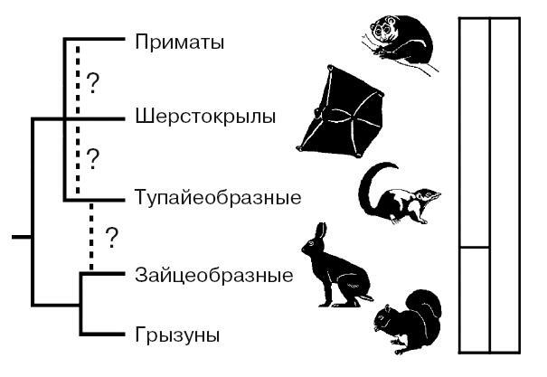 Антропология. Секреты счастливых обезьян - i_002.jpg