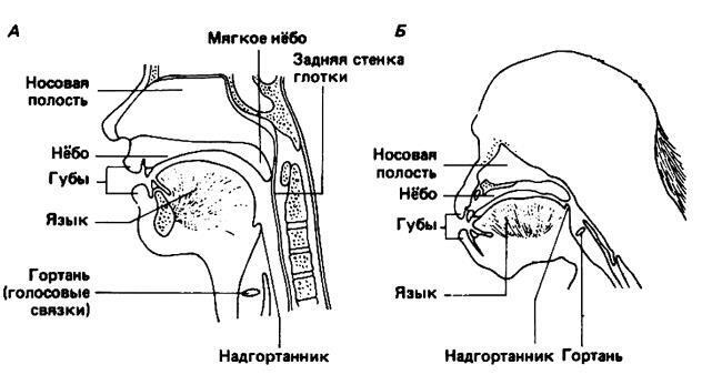 Антропология. Секреты счастливых обезьян - i_004.jpg