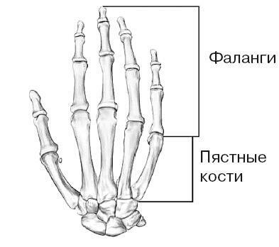 Антропология. Секреты счастливых обезьян - i_006.jpg