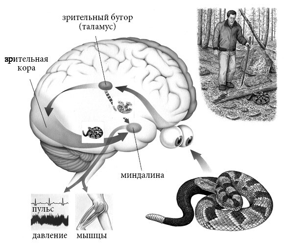 История эмоций - b00000036.jpg