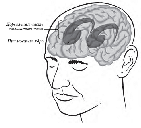 Конец тревоге и депрессии. Эффективная методика перенастройки мозга для управления мыслями и настроением - _03.jpg