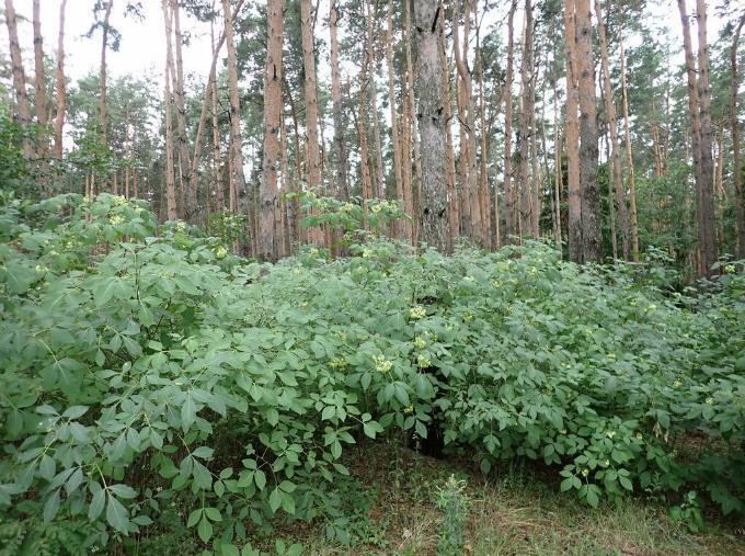 Черная книга флоры Белгородской области - _1.jpg