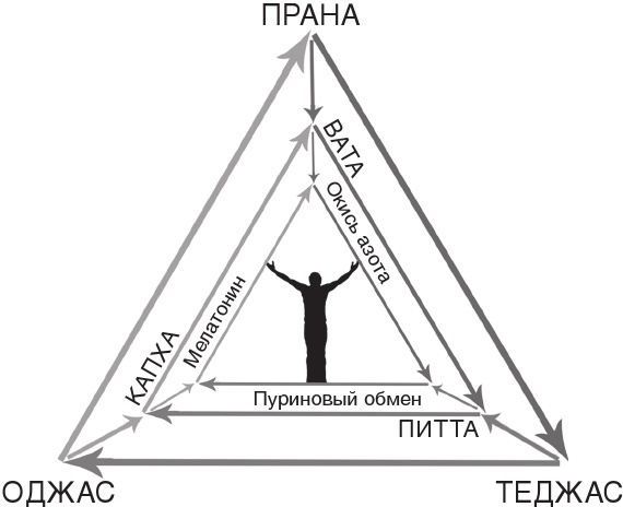 Традиционная китайская медицина и Аюрведа против простуды и COVID-19 - b00000251.jpg