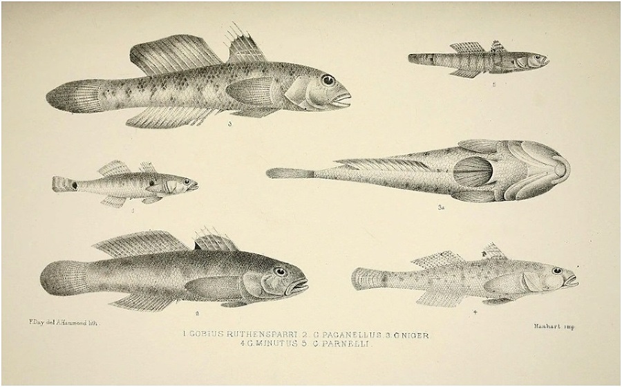 Муми-тролли и подводная фауна - _22.jpg