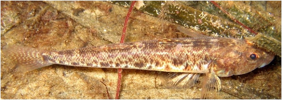 Муми-тролли и подводная фауна - _23.jpg