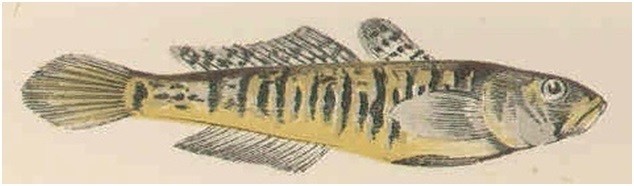 Муми-тролли и подводная фауна - _24.jpg