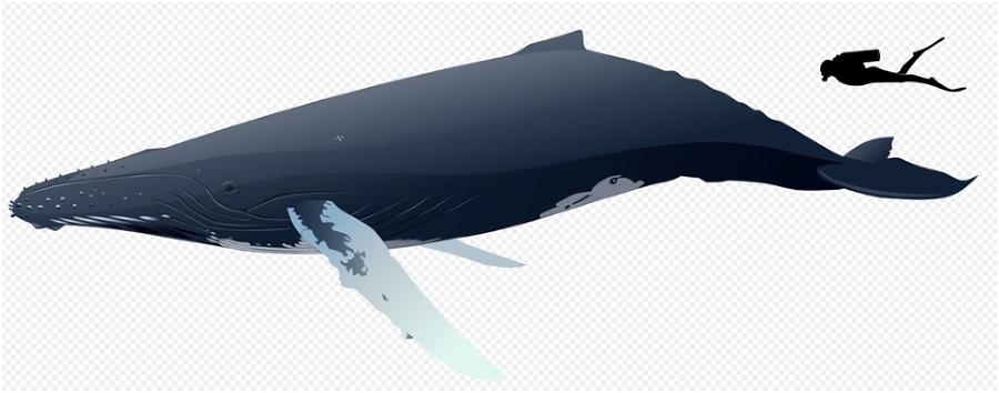 Муми-тролли и подводная фауна - _40.jpg