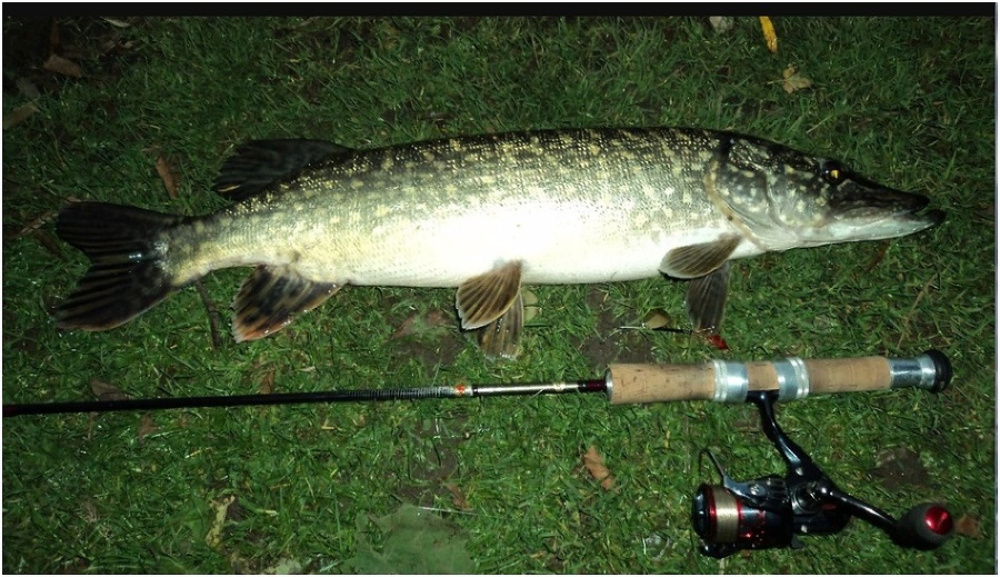 Муми-тролли и подводная фауна - _7.jpg