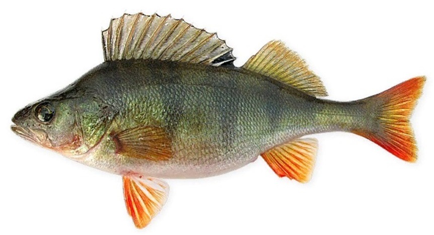 Муми-тролли и подводная фауна - _9.jpg