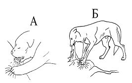 Волк. Вопросы онтогенеза поведения, проблемы и метод реинтродукции - i_005.jpg