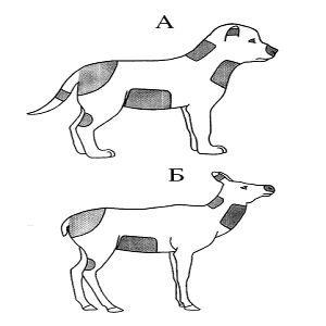Волк. Вопросы онтогенеза поведения, проблемы и метод реинтродукции - i_022.jpg