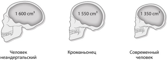 Достижения мозга. Как этот орган стал самой сложной и влиятельной частью тела человека - i_002.jpg