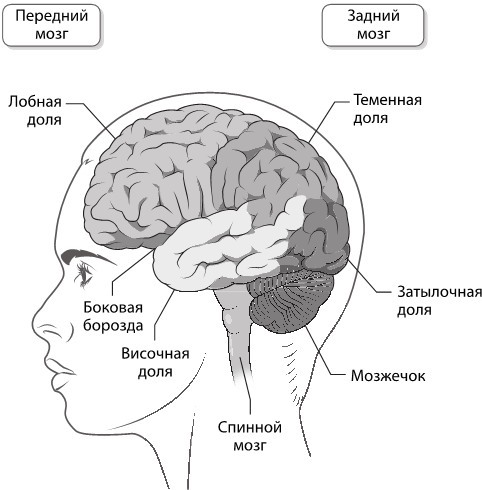 Достижения мозга. Как этот орган стал самой сложной и влиятельной частью тела человека - i_005.jpg