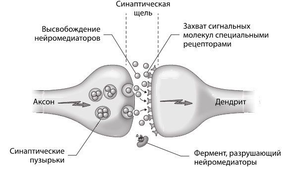 Достижения мозга. Как этот орган стал самой сложной и влиятельной частью тела человека - i_010.jpg