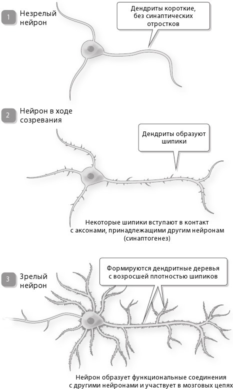 Достижения мозга. Как этот орган стал самой сложной и влиятельной частью тела человека - i_011.jpg