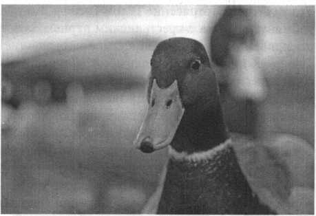 Отрада округлых вещей - i_008.jpg