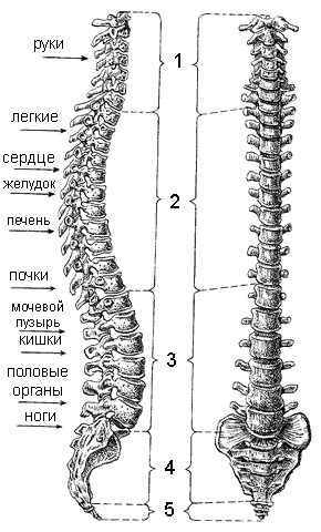 Массаж при артрите - _003.png