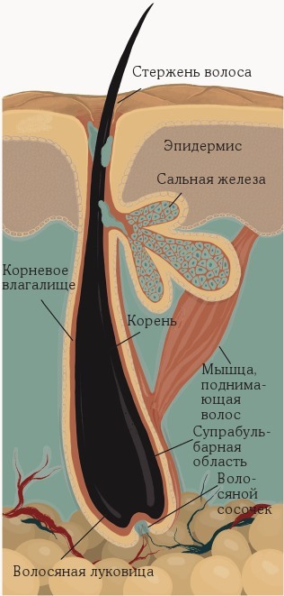 Волосы. Иллюстрированное пособие для врачей, трихологов и парикмахеров - i_005.jpg