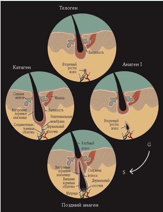 Волосы. Иллюстрированное пособие для врачей, трихологов и парикмахеров - i_006.jpg