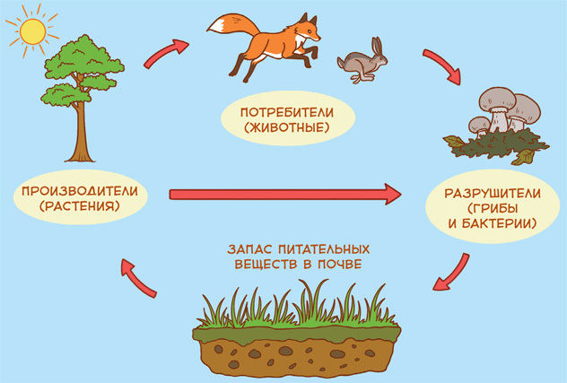 Растения и грибы. Детская энциклопедия - i_007.jpg