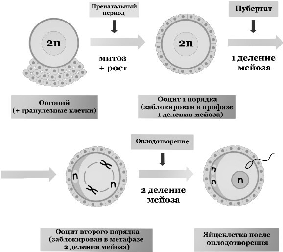 Генетическая лотерея - i_003.jpg