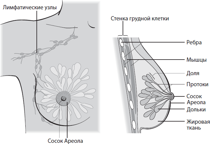 Поговорим о раке груди. Полное руководство для онкопациентов и их близких - i_001.png