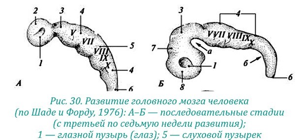 Эволюция – путь во времени: ментальные и телесные техники сохранения молодости и обретения красоты. Взгляд в молодость: система Осьмионика для лица и глаз, комплекс ручных и аппаратных методик - i_036.jpg