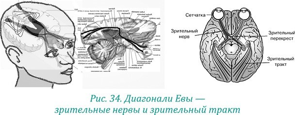 Эволюция – путь во времени: ментальные и телесные техники сохранения молодости и обретения красоты. Взгляд в молодость: система Осьмионика для лица и глаз, комплекс ручных и аппаратных методик - i_043.jpg