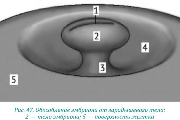 Эволюция – путь во времени: ментальные и телесные техники сохранения молодости и обретения красоты. Взгляд в молодость: система Осьмионика для лица и глаз, комплекс ручных и аппаратных методик - i_056.jpg