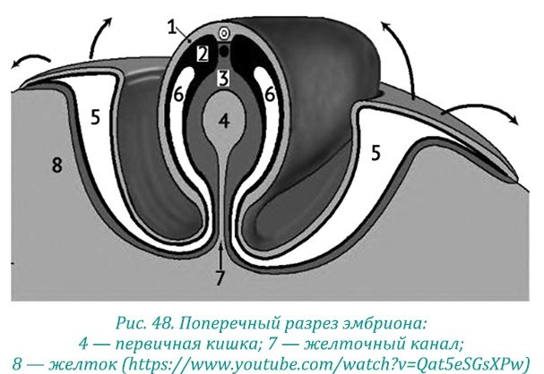 Эволюция – путь во времени: ментальные и телесные техники сохранения молодости и обретения красоты. Взгляд в молодость: система Осьмионика для лица и глаз, комплекс ручных и аппаратных методик - i_057.jpg