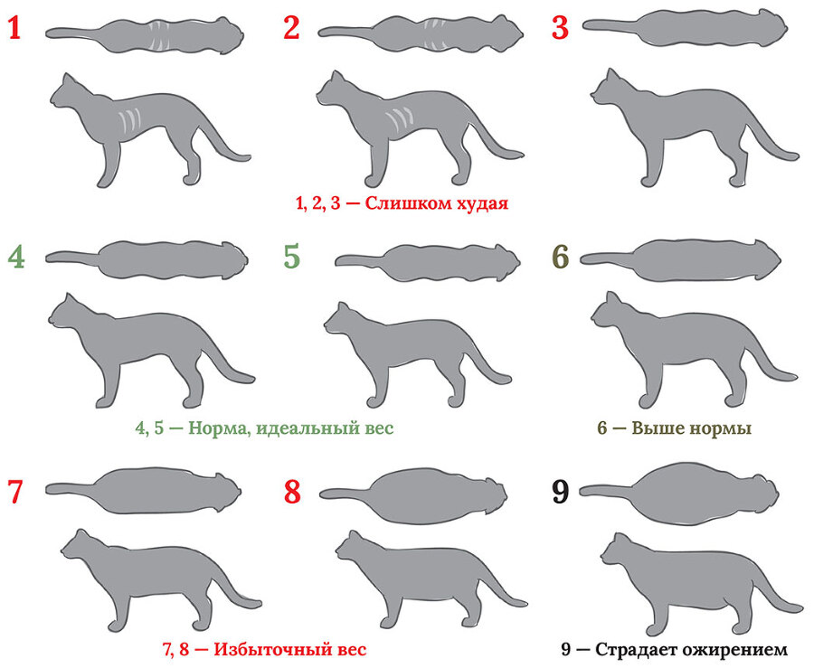 Главная книга владельца кошки - i_110.jpg