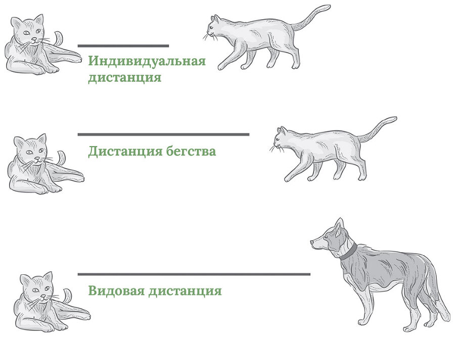 Главная книга владельца кошки - i_163.jpg