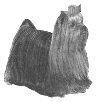 Йоркширский терьер - _024.jpg