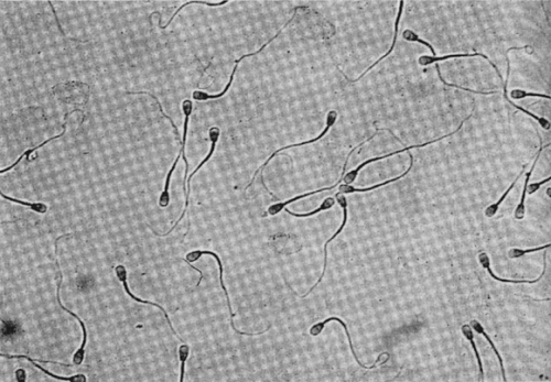 Йоркширский терьер - _015.png