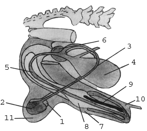 Йоркширский терьер - _016.png