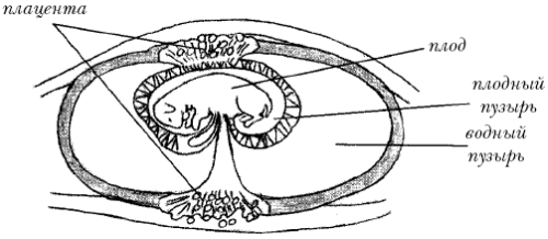 Йоркширский терьер - _019.png