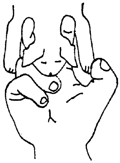 Йоркширский терьер - _020.png