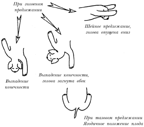 Йоркширский терьер - _022.png