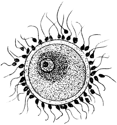 Йоркширский терьер - _025.png