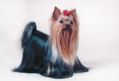 Йоркширский терьер - v02.jpg