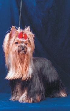 Йоркширский терьер - v03.jpg