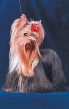 Йоркширский терьер - v04.jpg