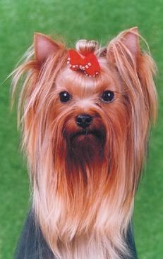 Йоркширский терьер - v06.jpg