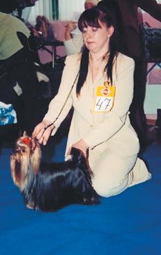 Йоркширский терьер - v11.jpg