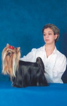 Йоркширский терьер - v12.jpg