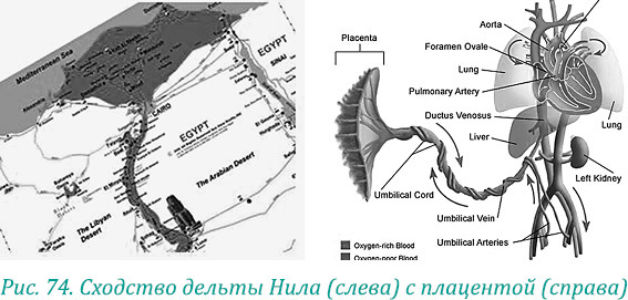 Эволюция – путь во времени: Ментальные и телесные техники сохранения молодости. Квантовая биомеханика тела: Методика оздоровления опорно-двигательного аппарата: Часть 1 - i_087.jpg