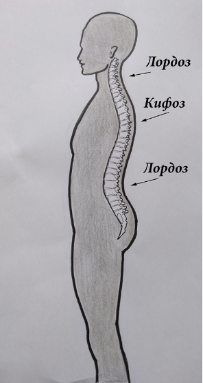 Позвоночник. Проблемы. Решения - a.1.png