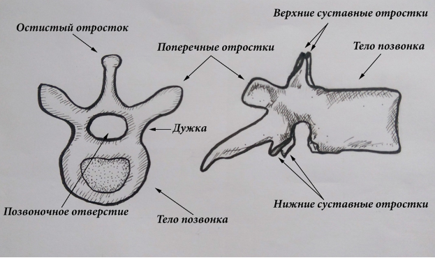 Позвоночник. Проблемы. Решения - a.2.png