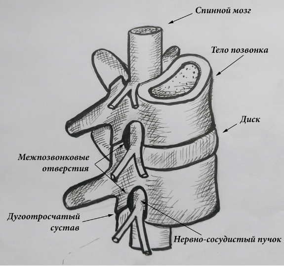 Позвоночник. Проблемы. Решения - a.3.png