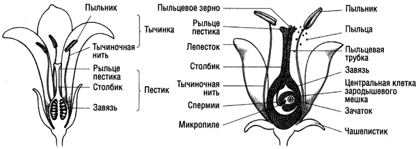 Скандальная правда о сексуальной жизни растений (СИ) - i_007.png